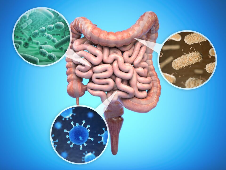 bacterias beneficiosas nos intestinos